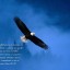 Aquila